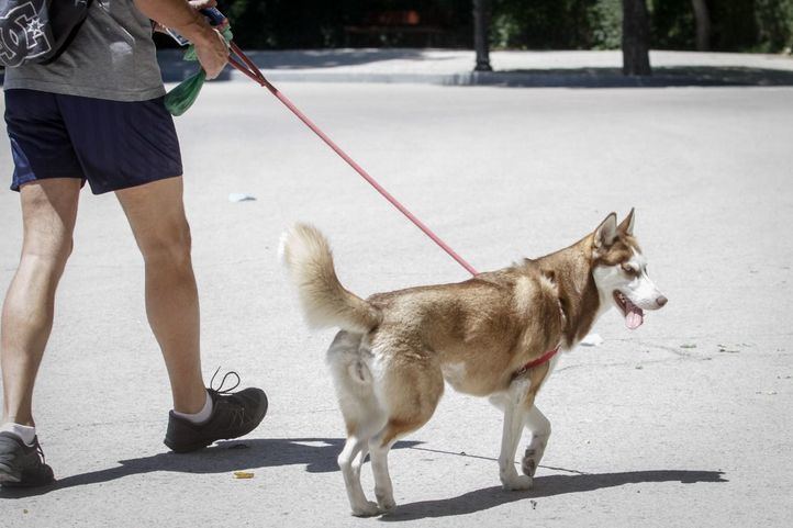 Una persona paseando a sus perro.