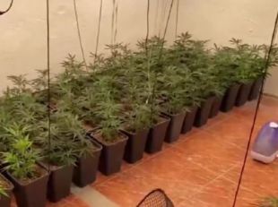 Desarticulada una banda que enviaba marihuana a través de empresas de paquetería