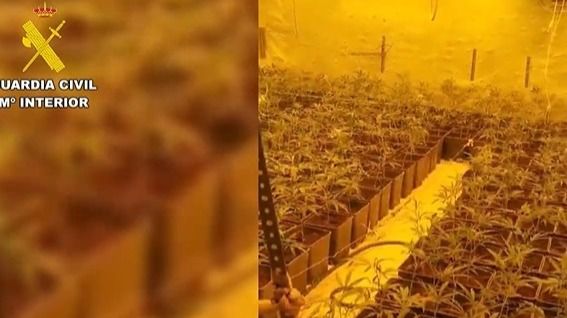 Cultivo 'indoor' de marihuana