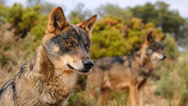 Ejemplar de lobo ibérico