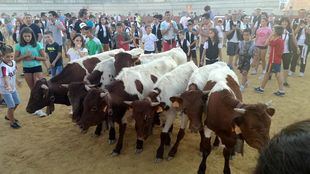 Encierro infantil de bueyes celebrado en Toledo.