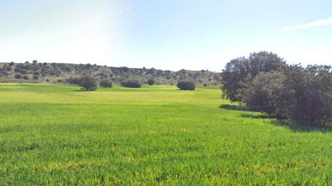 Cultivos y encinar afectados por el ámbito Algete Norte