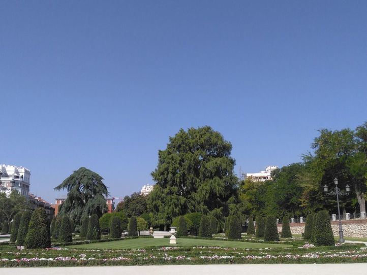 Ahuehuete del Buen Retiro