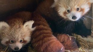 Madrid celebra el Día internacional del Panda Rojo con Malik y Marti