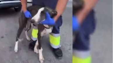 Rescatan un cachorro de galgo que vivía en condiciones lamentables dentro de una furgoneta aparcada en Vallecas