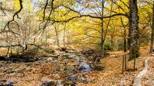 Paseos por hayedos y castañares para descubrir el otoño