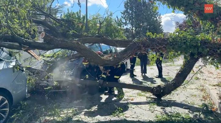 Árbol derribado por el viento sobre coches en Pozuelo