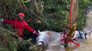 Rescate de un caballo que se estaba ahogando