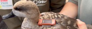 La Comunidad cría y libera dos crías cerceta pardilla, en peligro de extinción