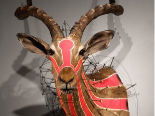 'Especies mensajeras': animales mutantes en el CBA