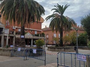 Preocupación en Ciempozuelos por una plaga que amenaza las palmeras de su Plaza Mayor