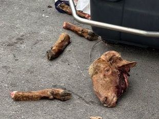 Aparecen restos de un carnero decapitado en San Sebastián de los Reyes