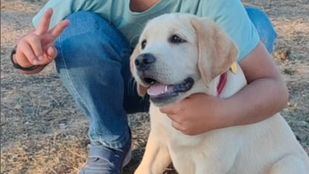 Paseos Seguros organiza un evento en El Retiro para denunciar el atropello de un perro