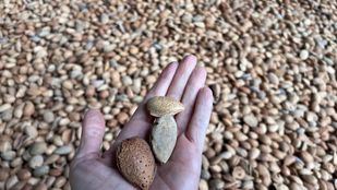 La almendra de Dcoop lidera en tiempo récord la producción española