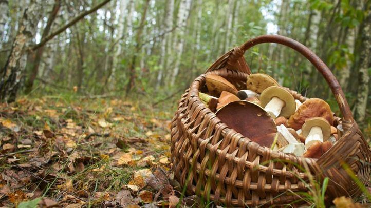 Cesta con setas