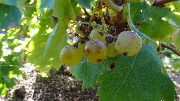La Comunidad de Madrid encuentra una variedad de uva centenaria que se creía desaparecida en la región