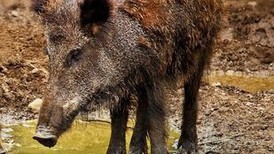 Un jabalí desata el caos en las calles de Entrevías