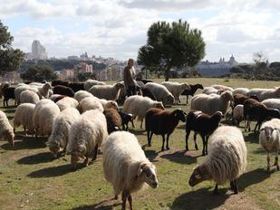 Madrid busca ovejas para pastar en uno de sus grandes parques forestales