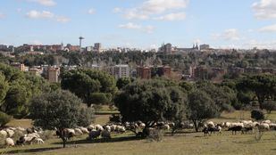 Rebaño de ovejas en la Casa de Campo con la ciudad a a sus espaldas