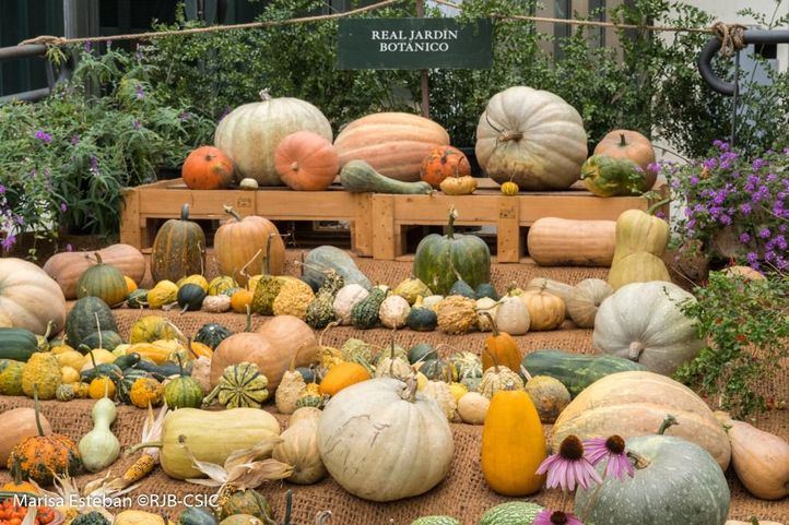 El CSIC presenta su tradicional exposición 'Calabazas' en el Jardín Botánico