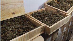 La ejecución de un desahucio pone al descubierto una plantación de marihuana