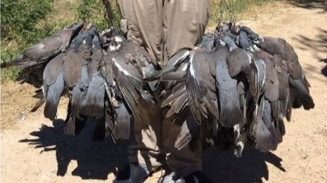 Perchas de palomas torcaces