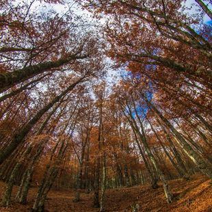 El Hayedo de Montejo celebra 50 años como Sitio de Interés Nacional