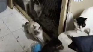 Rescatan medio centenar de gatos en pésimas condiciones higiénicas en Ciudad Lineal