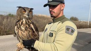 Agentes forestales rescatan un búho en Alcalá de Henares