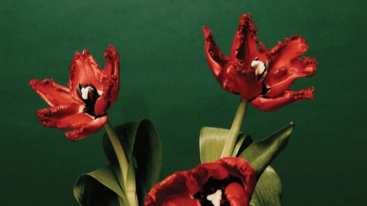 Cartel de Vogue de Mercado de las flores de Navidad