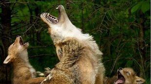 Una manada de lobos mata 17 ovejas y hiere a otras 28 en tres ataques en El Escorial