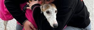 Abandonos y maltrato, la terrible situación de los galgos en España