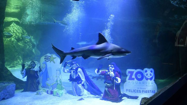 Belén de tiburones de 2023