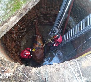 Bomberos rescatan a un caballo caído en pozo de Guadarrama