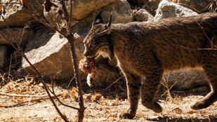 Hallado un lince ibérico decapitado y tiroteado en El Molar