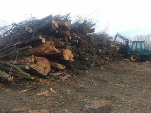 Árboles apilados en los aledaños del río Henares tras su tala masiva