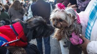 San Antón y otros planes del finde