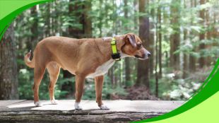 Top 10 localizadores con GPS para perros sin cuotas (Mejores de 2025)