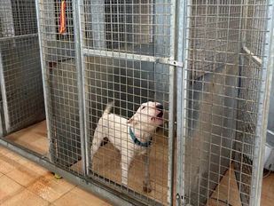 Más Madrid denuncia la "situación límite" del Centro de Protección Animal de Leganés