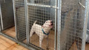 Un perro dentro de su chenil en el CPA de Leganés.
