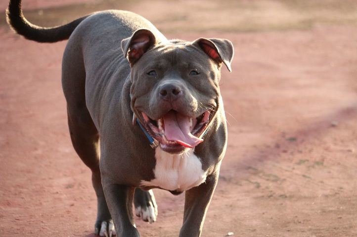 Imagen de archivo de un perro de raza pitbull