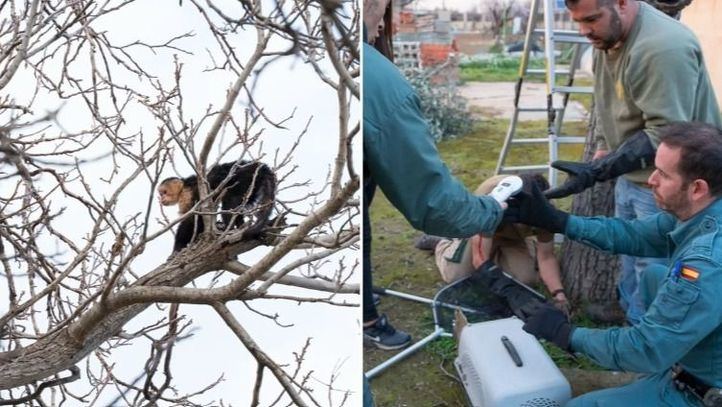 Rescatan a un mono capuchino desnutrido en el árbol de un jardín de Mejorada