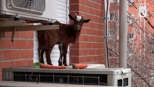 Una cabra sorprende a varios vecinos al aparecer en una ventana de un edificio en Villaverde