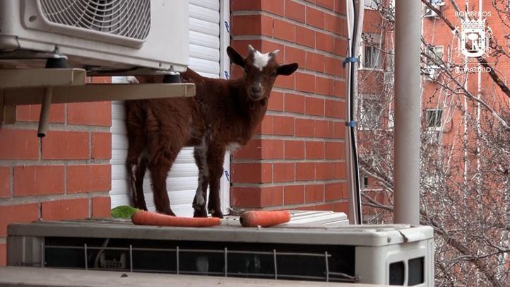 Bomberos rescatan a una cabra de un alféizar