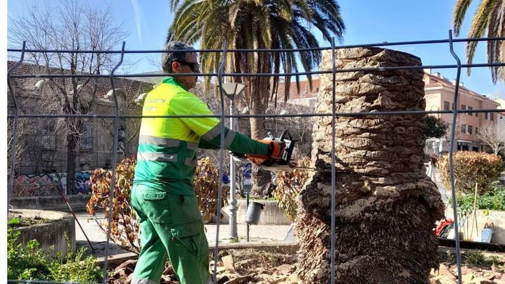 Un técnico municipal tala una de las palmeras afectadas por una plaga en Ciempozuelos