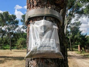 La Comunidad inicia el control de la oruga procesionaria en más de 65.000 hectáreas de pinares