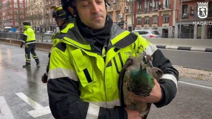 Bomberos rescatan a una cría de pavo real de una ventana de la calle Doctor Esquerdo