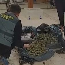 Detenidas tres personas por cultivo de marihuana