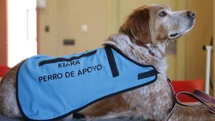 Los efectos positivos de las terapias con perros: "Una sola sonrisa merece la pena"