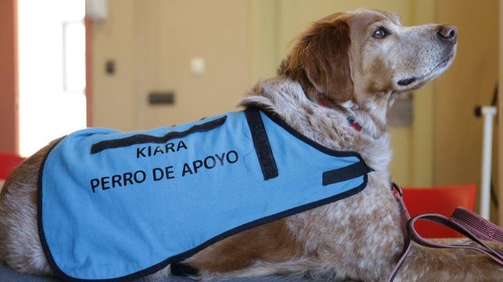 Kiara, uno de los perros que participa en las terapias de apoyo en el Centro de Alzheimer Fundación Reina Sofía de Madrid